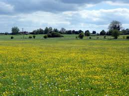 Neutral Grassland - high distinctiveness - traditional orchards