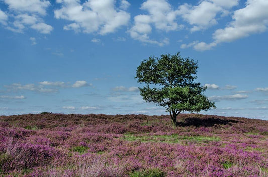 Heathland and Scrub - medium distinctiveness