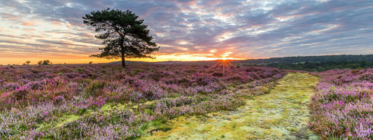 Heathland and Scrub