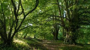 Woodland and forest - high distinctiveness - Felled