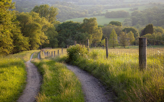 Hedgerow - various distinctiveness